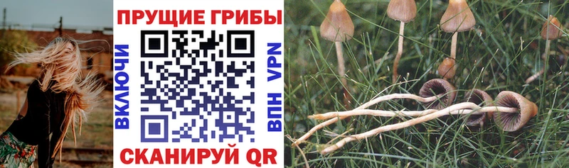 кракен ссылки  закладки  Добрянка  Псилоцибиновые грибы GOLDEN TEACHER 
